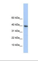POLR2I Antibody - HepG2 cell lysate. Antibody concentration: 1.0 ug/ml. Gel concentration: 10-20%.  This image was taken for the unconjugated form of this product. Other forms have not been tested.