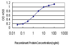 POLR2I Antibody - Detection limit for recombinant GST tagged POLR2I is approximately 0.03 ng/ml as a capture antibody.