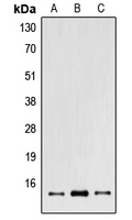 POLR2I Antibody - Western blot analysis of POLR2I expression in A549 (A); NIH3T3 (B); PC12 (C) whole cell lysates.