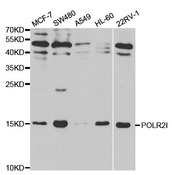 POLR2I Antibody - Western blot analysis of extracts of various cell lines.