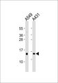 POLR2I Antibody - All lanes : Anti-POLR2I Antibody at 1:4000 dilution Lane 1: A549 whole cell lysates Lane 2: A431 whole cell lysates Lysates/proteins at 20 ug per lane. Secondary Goat Anti-Rabbit IgG, (H+L),Peroxidase conjugated at 1/10000 dilution Predicted band size : 15 kDa Blocking/Dilution buffer: 5% NFDM/TBST.