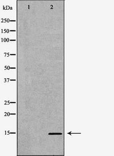 POLR2I Antibody - Western blot analysis of extracts of L02 using POLR2I antibody. The lane on the left is treated with the antigen-specific peptide.