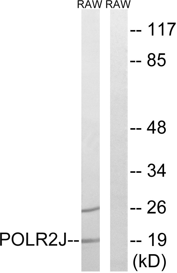 POLR2J Antibody - Western blot analysis of lysates from RAW264.7 cells, using RPB11 Antibody. The lane on the right is blocked with the synthesized peptide.