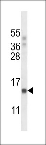 POLR2J Antibody - POLR2J Antibody western blot of A549 cell line lysates (35 ug/lane). The POLR2J antibody detected the POLR2J protein (arrow).