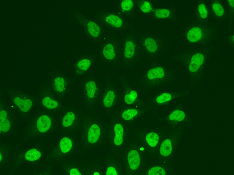 POLR2J Antibody - Immunofluorescence analysis of A549 cells.