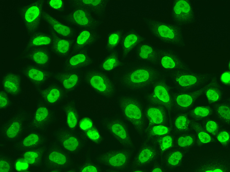 POLR2J Antibody - Immunofluorescence analysis of A549 cells.