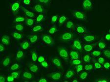 POLR2J Antibody - Immunofluorescence analysis of A549 cells using POLR2J antibody.