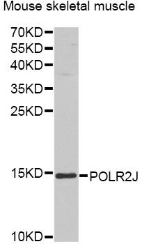 POLR2J Antibody - Western blot analysis of extracts of mouse skeletal muscle, using POLR2J antibody at 1:1000 dilution. The secondary antibody used was an HRP Goat Anti-Rabbit IgG (H+L) at 1:10000 dilution. Lysates were loaded 25ug per lane and 3% nonfat dry milk in TBST was used for blocking. An ECL Kit was used for detection and the exposure time was 90s.