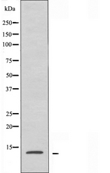 POLR2J Antibody - Western blot analysis of extracts of RAW264.7 cells using POLR2J antibody.