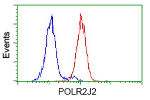 POLR2J2 Antibody - Flow cytometry of HeLa cells, using anti-POLR2J2 antibody (Red), compared to a nonspecific negative control antibody (Blue).