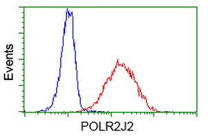 POLR2J2 Antibody - Flow cytometry of Jurkat cells, using anti-POLR2J2 antibody (Red), compared to a nonspecific negative control antibody (Blue).