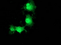 POLR2J2 Antibody - Anti-POLR2J2 mouse monoclonal antibody immunofluorescent staining of COS7 cells transiently transfected by pCMV6-ENTRY POLR2J2.