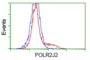 POLR2J2 Antibody - HEK293T cells transfected with either overexpress plasmid (Red) or empty vector control plasmid (Blue) were immunostained by anti-POLR2J2 antibody, and then analyzed by flow cytometry.