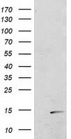 POLR2J2 Antibody - HEK293T cells were transfected with the pCMV6-ENTRY control (Left lane) or pCMV6-ENTRY POLR2J2 (Right lane) cDNA for 48 hrs and lysed. Equivalent amounts of cell lysates (5 ug per lane) were separated by SDS-PAGE and immunoblotted with anti-POLR2J2.