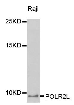 POLR2L Antibody - Western blot analysis of extracts of Raji cells.