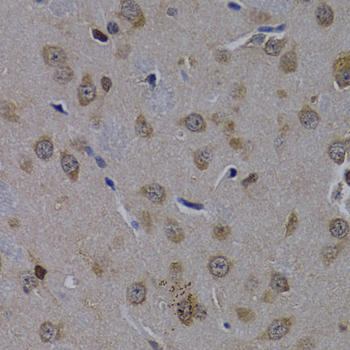 POLR2L Antibody - Immunohistochemistry of paraffin-embedded rat brain tissue.