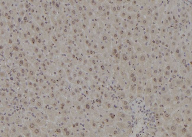POLR2L Antibody - 1:100 staining mouse liver tissue by IHC-P. The sample was formaldehyde fixed and a heat mediated antigen retrieval step in citrate buffer was performed. The sample was then blocked and incubated with the antibody for 1.5 hours at 22°C. An HRP conjugated goat anti-rabbit antibody was used as the secondary.