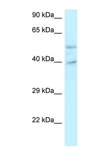 POLR2M Antibody - GRINL1A antibody Western blot of Placenta lysate. Antibody concentration 1 ug/ml.  This image was taken for the unconjugated form of this product. Other forms have not been tested.