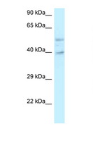 POLR2M Antibody - GRINL1A antibody Western blot of Placenta lysate. Antibody concentration 1 ug/ml.  This image was taken for the unconjugated form of this product. Other forms have not been tested.