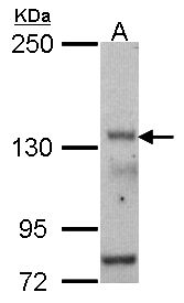 POLR3A Antibody - Sample (30 ug of whole cell lysate). A: HCT116. 5% SDS PAGE. POLR3A antibody diluted at 1:500.