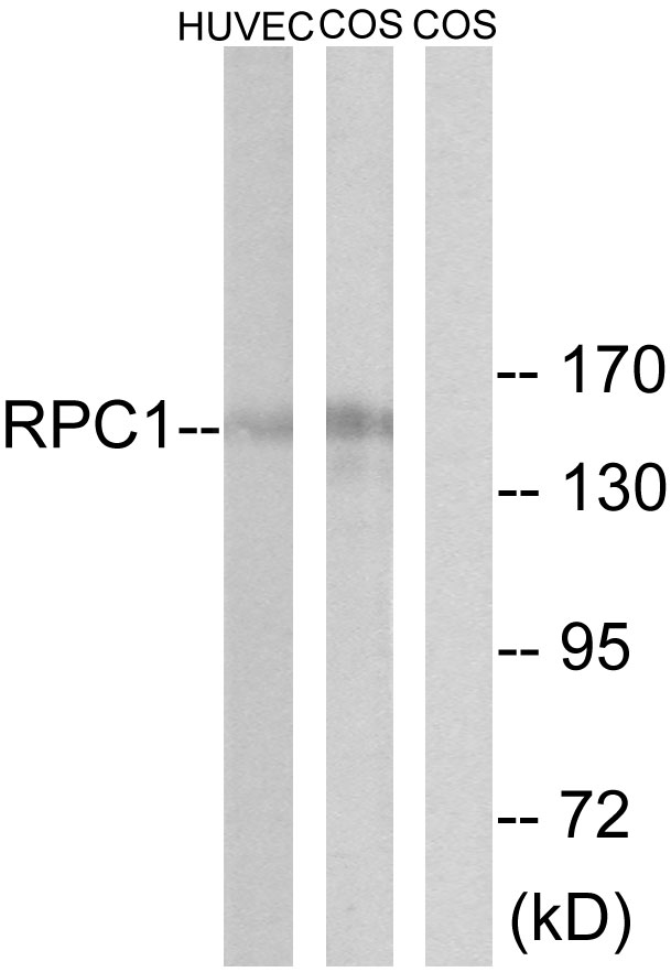 POLR3A Antibody - Western blot analysis of lysates from COS and HUVEC cells, using RPC1 Antibody. The lane on the right is blocked with the synthesized peptide.