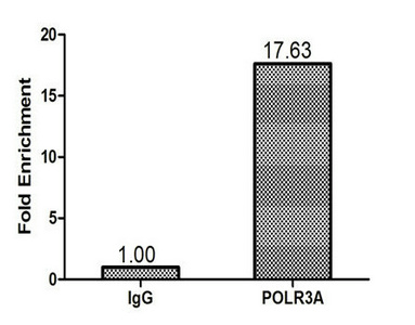 POLR3A Antibody - Chromatin Immunoprecipitation 293T (1.6*10E6) were cross-linked with formaldehyde, sonicated, and immunoprecipitated with 4µg anti-POLR3A or a control normal rabbit IgG. The resulting ChIP DNA was quantified using real-time PCR with primers (POLR3A) against the tRNA-Leu Anti-Codon (TAG) promoter.