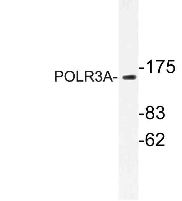 POLR3A Antibody - Western blot of POLR3A (P68) pAb in extracts from HUVEC cells.