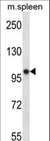 POLR3B Antibody - POLR3B Antibody western blot of mouse spleen tissue lysates (35 ug/lane). The POLR3B antibody detected the POLR3B protein (arrow).