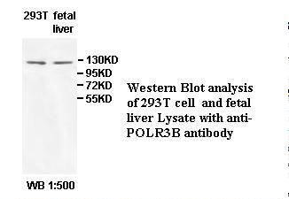 POLR3B Antibody