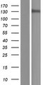 POLR3B Protein - Western validation with an anti-DDK antibody * L: Control HEK293 lysate R: Over-expression lysate