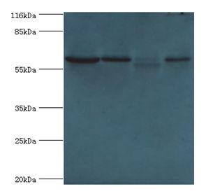 POLR3C Antibody - Western blot. All lanes: DNA-directed RNA polymerase III subunit RPC3 antibody at 2 ug/ml Lane 1:293T whole cell lysate. Lane 2: HeLa whole cell lysate Lane 3: mouse brain tissue Lane 4: THP-1whole cell lysate. Secondary antibody: Goat polyclonal to rabbit at 1:10000 dilution.  This image was taken for the unconjugated form of this product. Other forms have not been tested.