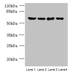 POLR3C Antibody - Western blot All lanes: POLR3C antibody at 2µg/ml Lane 1: 293T whole cell lysate Lane 2: Hela whole cell lysate Lane 3: Mouse brain tissue Lane 4: THP-1whole cell lysate Secondary Goat polyclonal to rabbit IgG at 1/10000 dilution Predicted band size: 61 kDa Observed band size: 61 kDa
