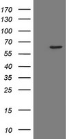 POLR3C Antibody - HEK293T cells were transfected with the pCMV6-ENTRY control (Left lane) or pCMV6-ENTRY POLR3C (Right lane) cDNA for 48 hrs and lysed. Equivalent amounts of cell lysates (5 ug per lane) were separated by SDS-PAGE and immunoblotted with anti-POLR3C.