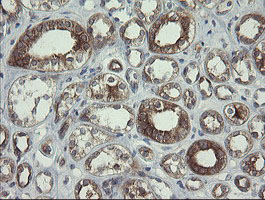 POLR3C Antibody - IHC of paraffin-embedded Human Kidney tissue using anti-POLR3C mouse monoclonal antibody.