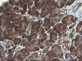 POLR3C Antibody - IHC of paraffin-embedded Human pancreas tissue using anti-POLR3C mouse monoclonal antibody.