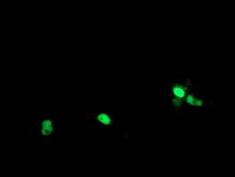 POLR3C Antibody - Anti-POLR3C mouse monoclonal antibody immunofluorescent staining of COS7 cells transiently transfected by pCMV6-ENTRY POLR3C.