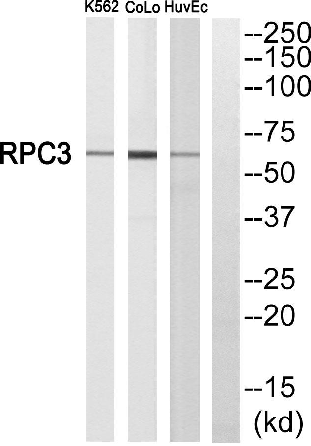 POLR3C Antibody - Western blot analysis of extracts from K562 cells, CoLo205 cells and HuvEc cells, using RPC3 antibody.