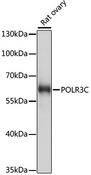 POLR3C Antibody - Western blot analysis of extracts of rat ovary using POLR3C Polyclonal Antibody at dilution of 1:1000.