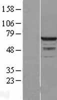 POLR3C Protein - Western validation with an anti-DDK antibody * L: Control HEK293 lysate R: Over-expression lysate