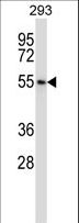 POLR3D Antibody - POLR3D Antibody western blot of 293 cell line lysates (35 ug/lane). The POLR3D antibody detected the POLR3D protein (arrow).