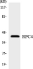 POLR3D Antibody - Western blot analysis of the lysates from HepG2 cells using RPC4 antibody.