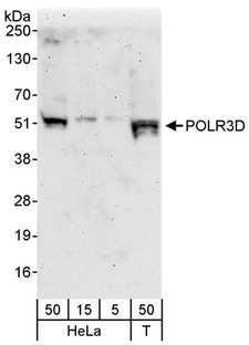 POLR3D Antibody - Detection of Human POLR3D by Western Blot. Samples: Whole cell lysate from HeLa (5, 15 and 50 ug) and 293T (T; 50 ug) cells. Antibodies: Affinity purified rabbit anti-POLR3D antibody used for WB at 0.1 ug/ml Detection: Chemiluminescence with an exposure time of 3 minutes.