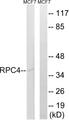 POLR3D Antibody - Western blot analysis of extracts from MCF-7 cells, using RPC4 antibody.