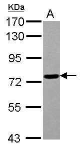 POLR3E / SIN Antibody - Sample (30 ug of whole cell lysate) A: Jurkat 7.5% SDS PAGE POLR3E antibody diluted at 1:1000