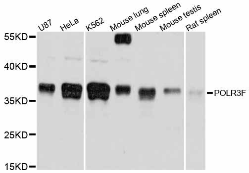POLR3F Antibody - Western blot analysis of extracts of various cell lines, using POLR3F antibody at 1:1000 dilution. The secondary antibody used was an HRP Goat Anti-Rabbit IgG (H+L) at 1:10000 dilution. Lysates were loaded 25ug per lane and 3% nonfat dry milk in TBST was used for blocking. An ECL Kit was used for detection and the exposure time was 1s.