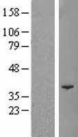 POLR3F Protein - Western validation with an anti-DDK antibody * L: Control HEK293 lysate R: Over-expression lysate