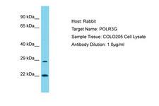POLR3G Antibody -  This image was taken for the unconjugated form of this product. Other forms have not been tested.