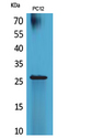 POLR3G Antibody - Western Blot analysis of extracts from PC12 cells using POLR3G Antibody.