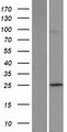 POLR3G Protein - Western validation with an anti-DDK antibody * L: Control HEK293 lysate R: Over-expression lysate