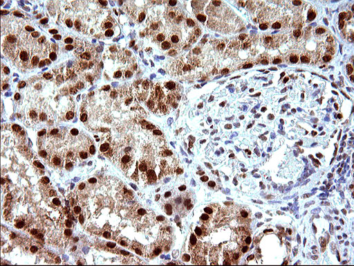 POLR3GL Antibody - IHC of paraffin-embedded Human Kidney tissue using anti-POLR3GL mouse monoclonal antibody. (Heat-induced epitope retrieval by 10mM citric buffer, pH6.0, 120°C for 3min).